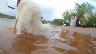 Dog's POV: Adventure to the lake.