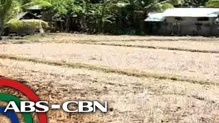 How El Nino affects farmers' yield in Puerto Princesa