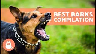 The Best Videos of DOGS BARKING  BARKING of Angry, Happy and Funny DOGS!