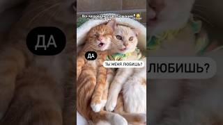 Молодые пары: #отношения #пара #пример #взаимоотношения #любовь #юмор #кошки #психологияотношений