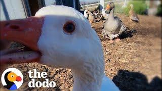 Grieving Goose Gets A Second Chance At Love | The Dodo