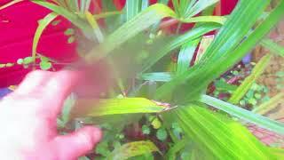 Serenoa repens & Rhapidophyllum hystrix Palm trees on our Lanai