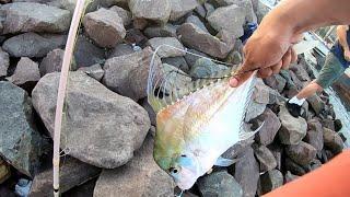 Indian Mirrorfish on a Slow Pitch Jig at Yacht Mole Pier