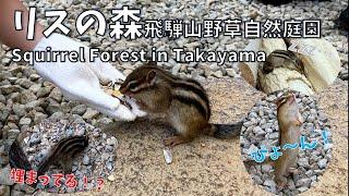 Squirrel Forest Takayama - Get up close and personal with the squirrels! Experience feeding them!