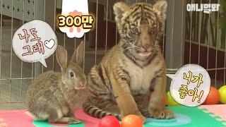 새끼 호랑이가  토끼 엉덩이를 만진다고...?  | A tiger cub touches a rabbit's butt...?