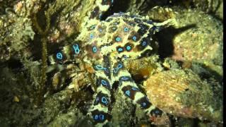 Southern Blue Ring Octopus - Hapalochlaena maculosa