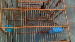 Trini bullfinch 2017 3rd black teacher perfect roll bird by Shaffmaster