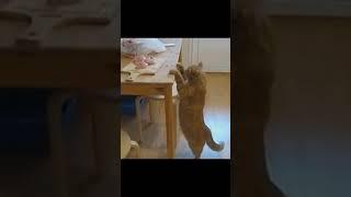 Я только мух отгоняю