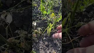 Тигровый орех #carpfishing #огород #орехи