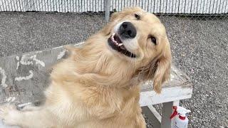 These Golden Retrievers Dog are the FUNNIEST creatures on Earth 