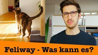 Feliway - Was kann es? Was nicht?