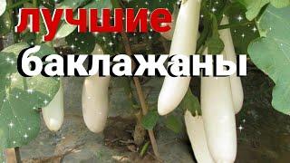 Наши лучшие сорта баклажанов. Расскажем секреты посева на рассаду R
