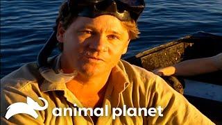 Steve Irwin’s Jaw-Dropping Encounter With Tiger Sharks | Crocodile Hunter | Animal Planet