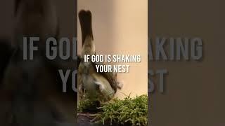 If God shaking your nest the next is...#shorts #shortfeed #ytshort