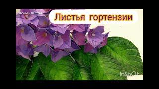 Реалистичные листья гортензии. Бесплатный МК.
