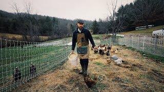 Chickens to make light work of Tilling in Cover Crop