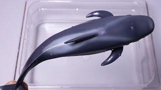 오늘은 짤막한 주둥이의 돌고래로 귀엽게 생긴 거두고래를 만나봐요 pilot whale