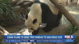 China plans to send two pandas to San Diego Zoo