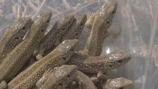 Sand Lizards