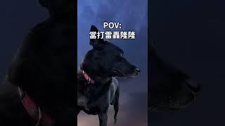 狗狗腦內主控台 #浪犬博士 #狗兒正向教養 #dogtraining  #dogtrainer