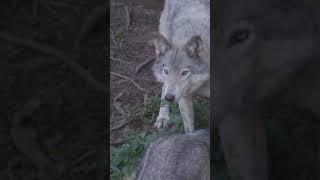 10 Mind Blowing Facts About Wolves You Didn't know