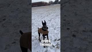 Its so fast #dog #funny #puppy #doberman #dobermanpinschers #dobermanpuppy #dogsfunny