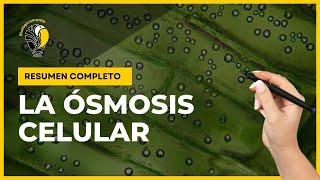 ÓSMOSIS  Soluciones hipotónicas, isotónicas e hipertónicas 