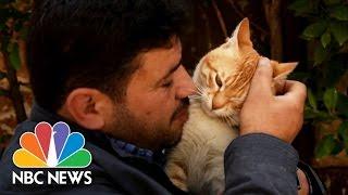 'Cat Man Of Aleppo' Rebuilds Sanctuary For Abandoned Pets | NBC News
