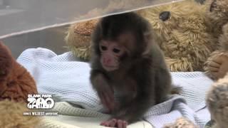 Baby Japanese Macaque at Blank Park Zoo