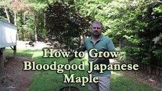 How to grow Bloodgood Japanese Maple with a detailed description