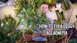 how to fix a leggy/stretched aglaonema with results + propagation the cut portions