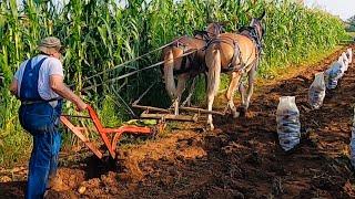 Mules plowing up and gathering potatoes! #047