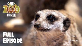 TEAM VET | One Zoo Three | Full Episode