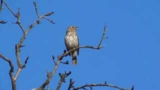 Sturz cântător - Turdus philomelos