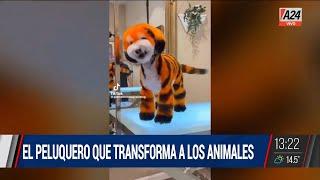   El peluquero que transforma a los animales en San Diego