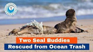 Two Seal Buddies Rescued from Ocean Trash