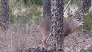 Engel Ballistic Research .300 Blackout "Phantom" Subsonic Expander Texas Deer Hunt 2016