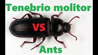 Hunting: Ants (messor structor) vs flour beetle(tenebrio molitor)