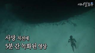 Earth's mystery blue hole, and the mysterious creature in the video of the diver who died