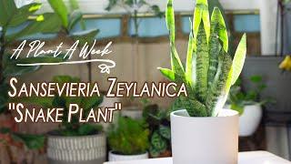 Sansevieria zeylanica "Snake Plant" Care Video | A Plant A Week