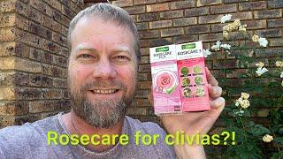 Rosecare for Clivias!?