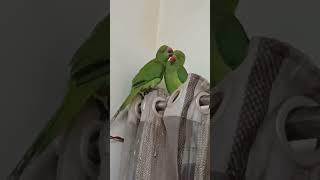 ##myparrots #mitthu #parrotslover #cute #parrottalking