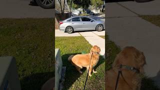 Roscoe Reacts: Mommy’s Home #dog #pet #goldenretiever #doglover #reaction #dogshorts #youtube #short