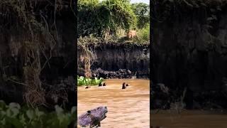 a jaguar stalks a group of Beaver