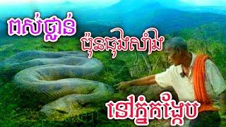 ពស់ថ្លាន់ប៉ុនធុងសាំងនៅភ្នំកង្កែប