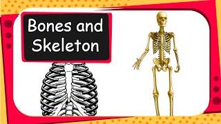 Science - Human Bones and Skeleton System Animation - English