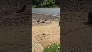 #takingmynabird #talking #myna #birds