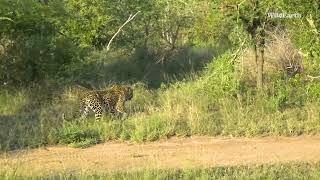 Male leopard versus lioness