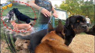 Dogs Mess With 120 LB ROTTWEILER And He Reacts!