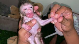 NEWBORN BABY MONKEY WAS VERY 4NGRY WHEN HIS FINGER WASN'T 5UCKED